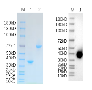 Reducing 4%-20% SDS-PAGE (CBB stained) and WB (Anti-His Mouse Monoclonal antibody) profiles of QPCTL.
1. QPCTL: 1 μg
2. BSA: 1 μg